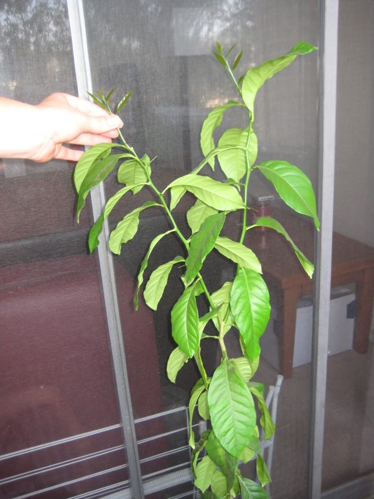 Ants in my lemon tree pots.......